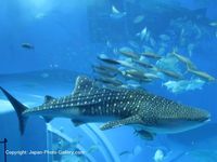 美ら海水族館